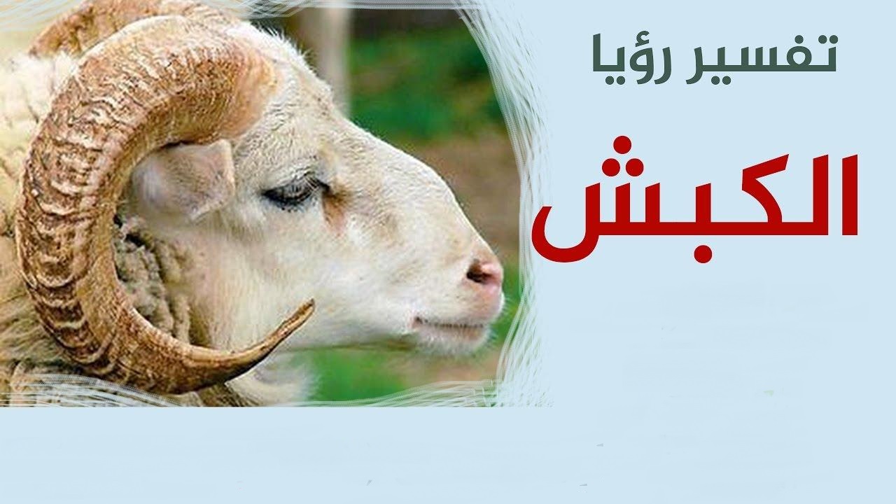 الكباش في المنام - بشري وزق 929