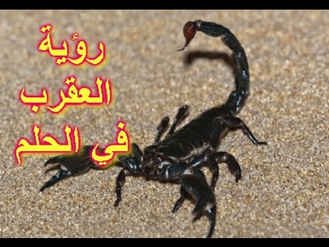 تفسير الاحلام العقرب , تفسيرات الحلام والرؤي للعقارب