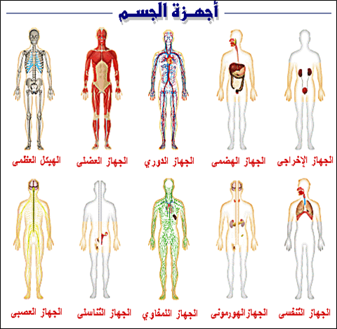 اسماء جسم الانسان - تعرف علي مكونات جسمك 369 1