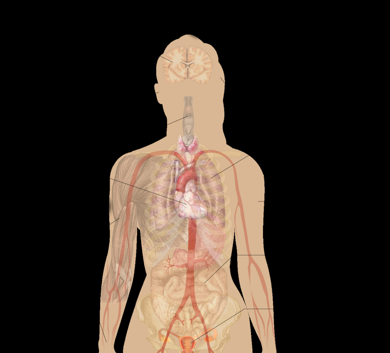 اعراض اضطراب الغدة الدرقية , قصور الغدة الدرقيه واعراضها