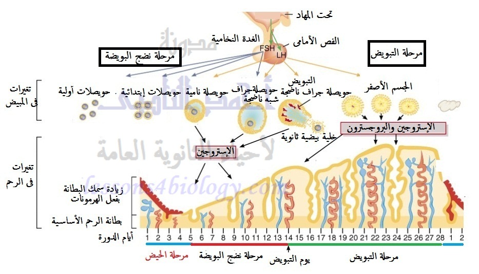 حساب ايام الدورة الشهرية - طريقه سهله و سريعه لحساب ايام الحيض 2205