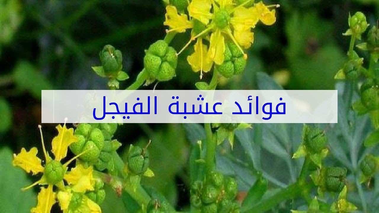 عشبة الفيجل وفوائدها , اهم فوائد الفجل العشبي