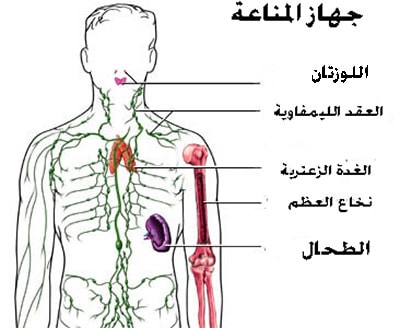 مكونات جهاز المناعة , كرات الدم البيضاء و اهميتها لجهاز المناعه