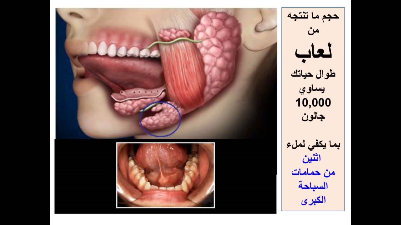 معلومات رائعه جدا - الاعجاز العلمي في خلق الانسان بالصور 1830 7