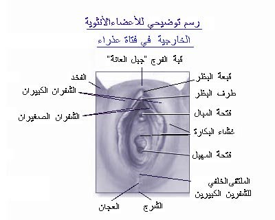 الفرق بين العذراء والغير عذراء بالصور - كيف اعرف اني بنت 3501 6