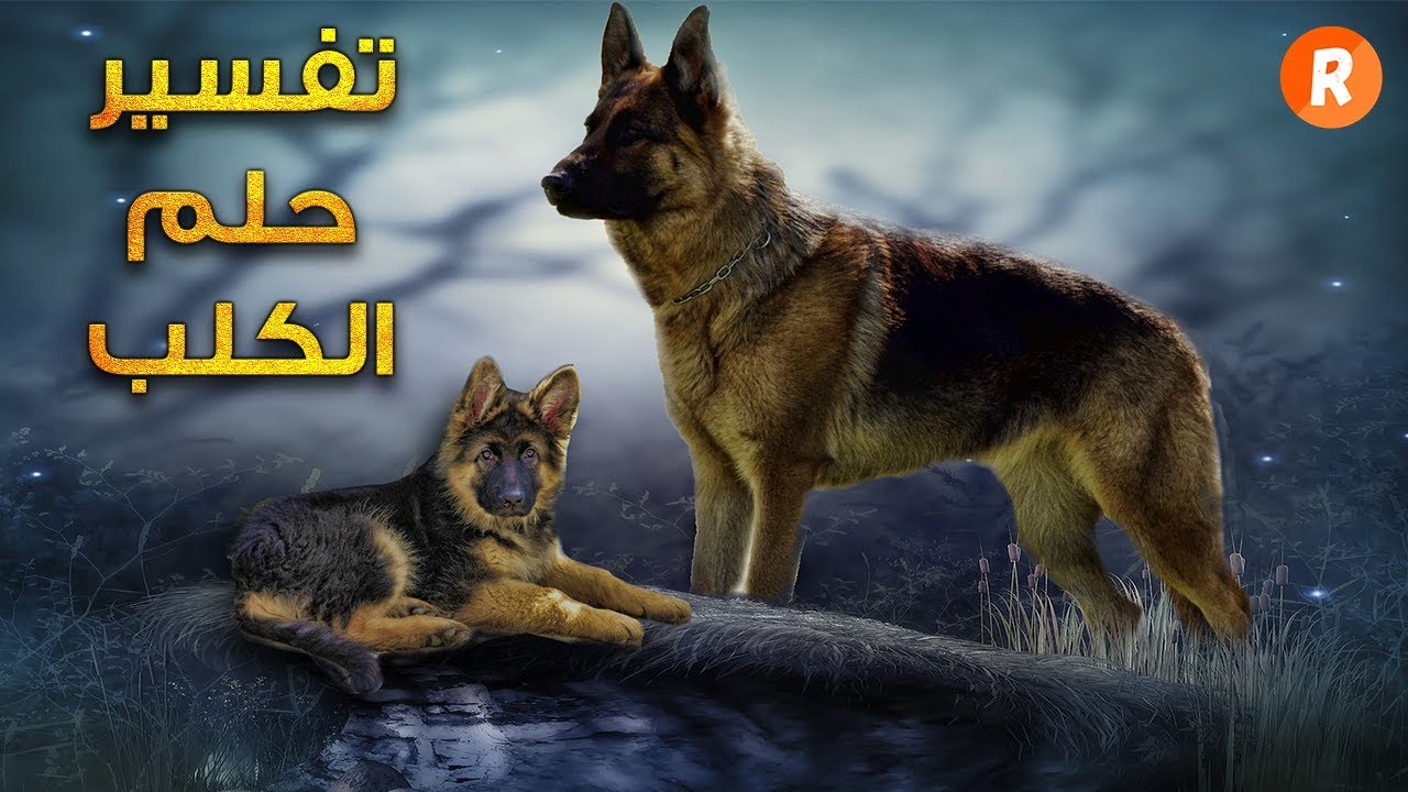 الكلب في الحلم - رؤية الكلاب بتفسر باية في الحلم 2145