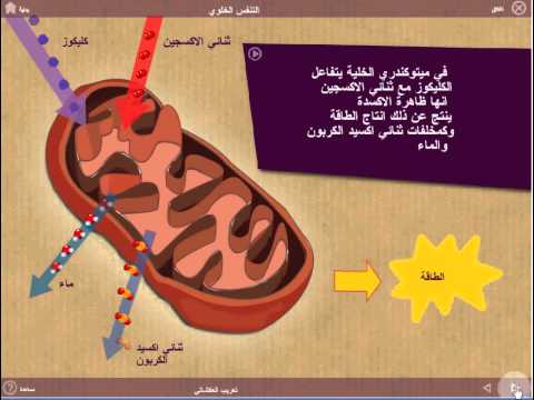 بحث عن التنفس الخلوي - اهميه التنفس الخلوى 2637 3