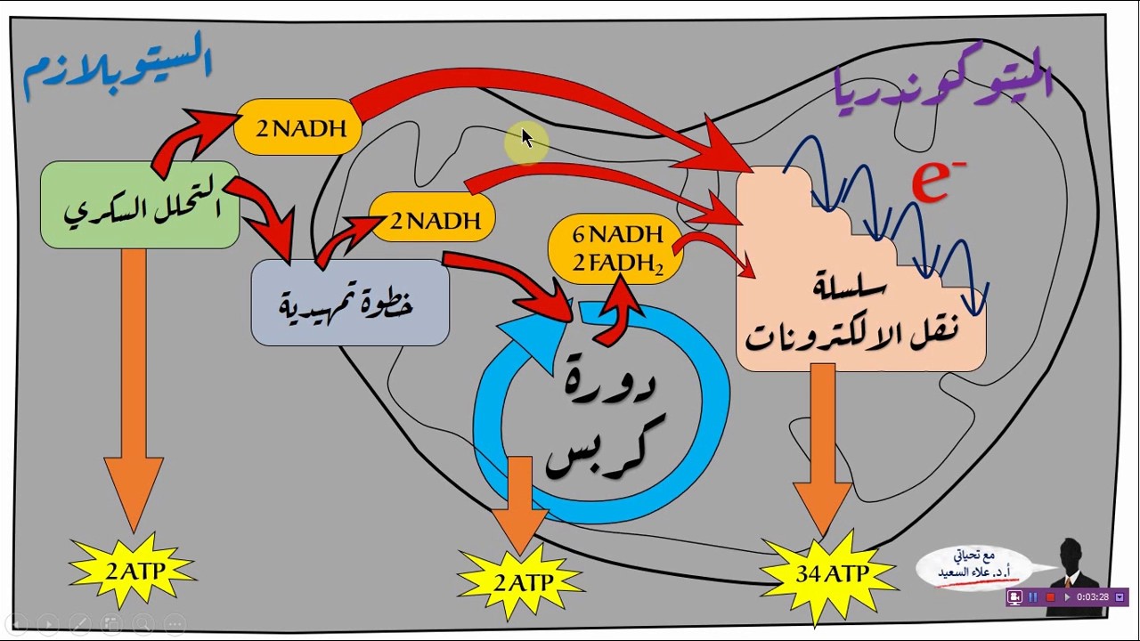 بحث عن التنفس الخلوي - اهميه التنفس الخلوى 2637 2