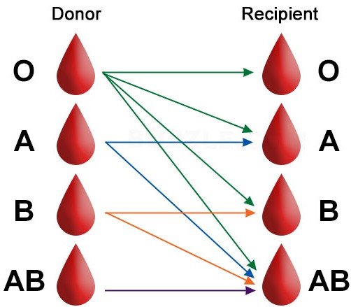 معلومات عن فصائل الدم - معلومه مهمه جدا لكل شخص في الحياه 1079