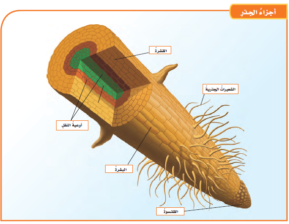 القلنسوة في النبات , معلومه هامه عن القلنسوه فى النبات