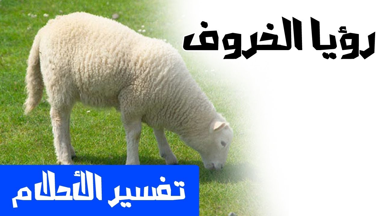 الكبش في الحلم - الخروف او الكبش في الحلم وتفسيراته