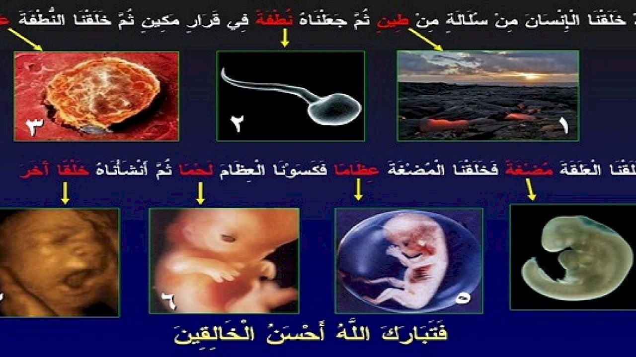 معلومات رائعه جدا - الاعجاز العلمي في خلق الانسان بالصور 1830