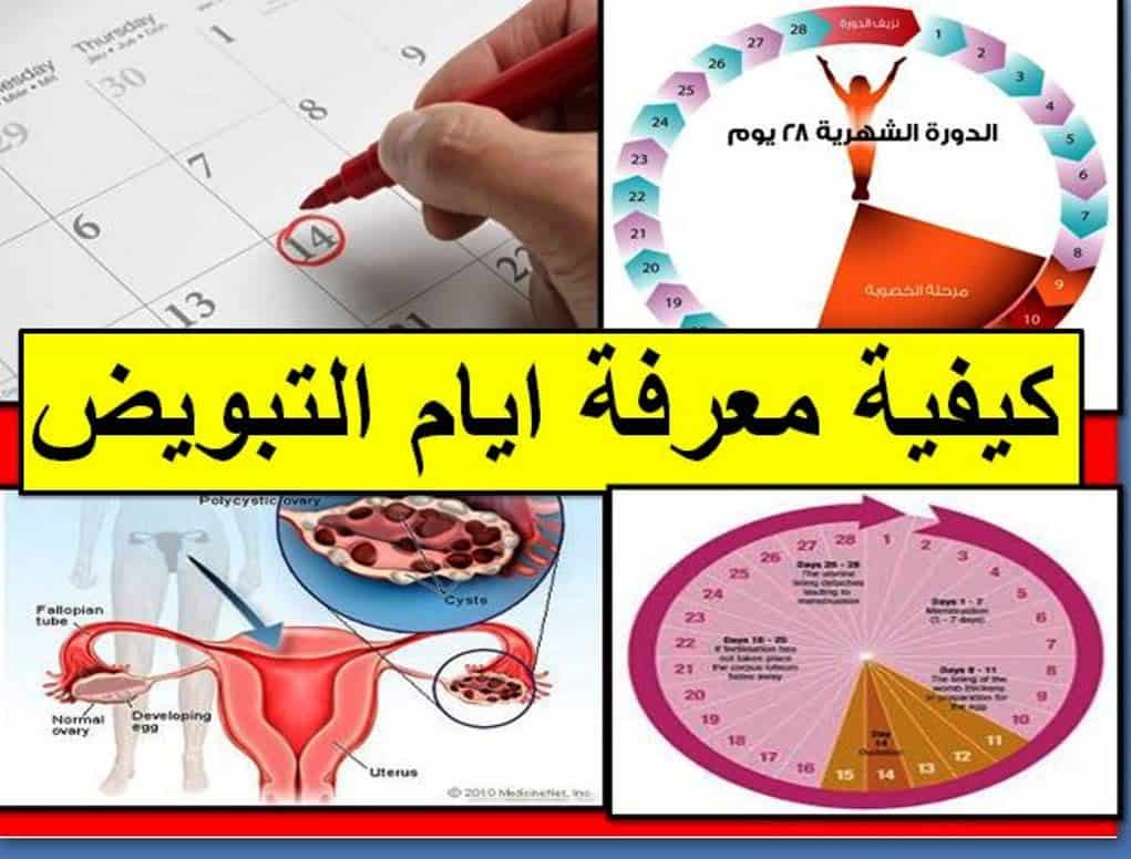 اعرفى معاد تبويضك , متى ايام التبويض بعد الدوره الغير منتظمه