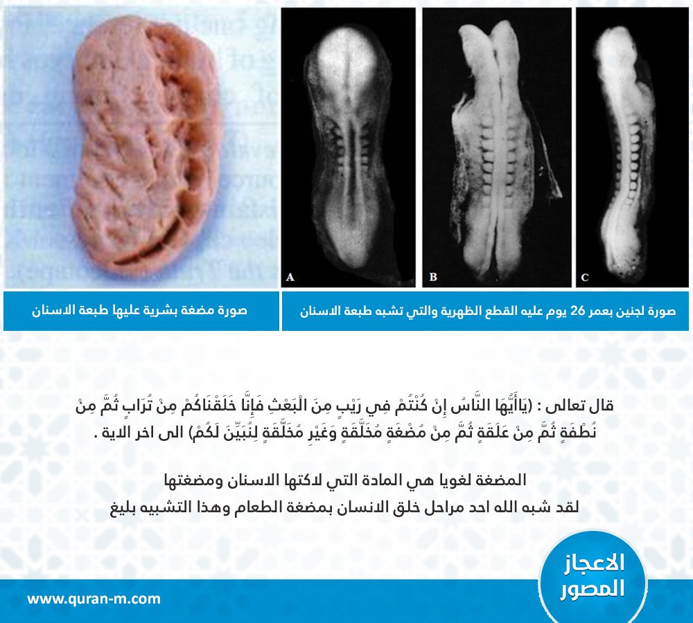 معلومات رائعه جدا - الاعجاز العلمي في خلق الانسان بالصور 1830 5