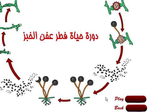 دورة حياه الخبز , مراحل تعفن الخبز بالصور