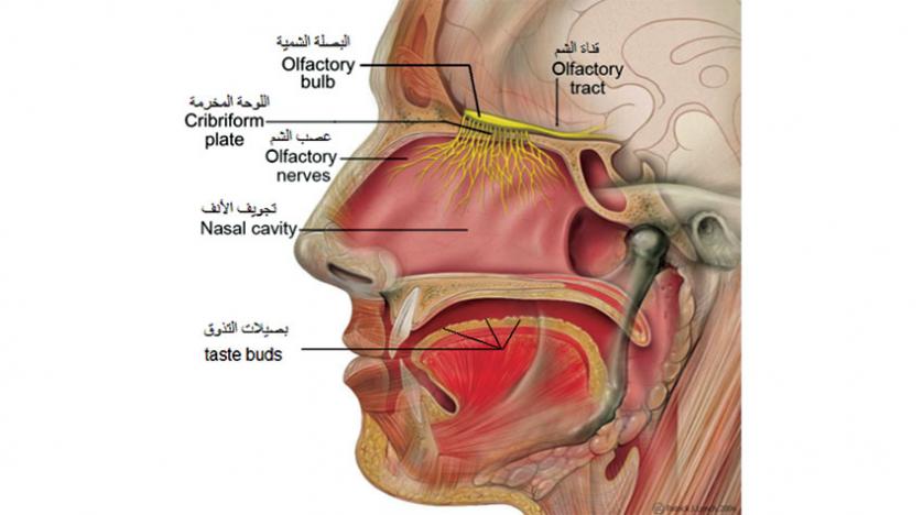 كيف تعمل حاسة التذوق عند الانسان , تعرف عليها الآن