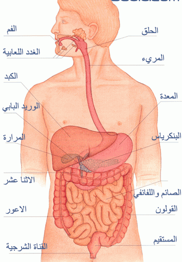 الم فوق السرة , تعرف على اسباب الالم فوق السره