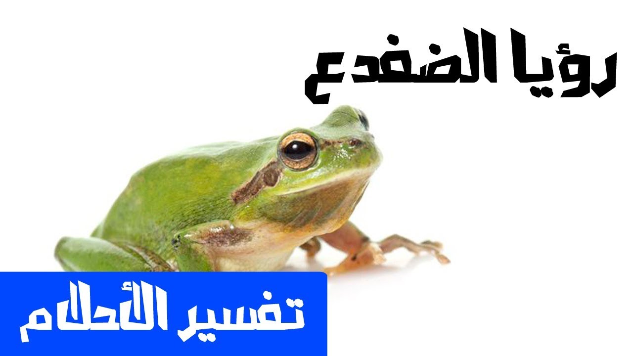 تفسير الاحلام ضفدع - الضفادع ماذا تعنى في المنام 2370 3