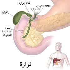 اين تقع المرارة في جسم الانسان , نبذة مخترة عن المرارة في جسم الانسان