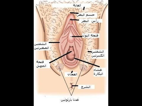 الفرق بين العذراء والغير عذراء بالصور - كيف اعرف اني بنت 3501 5