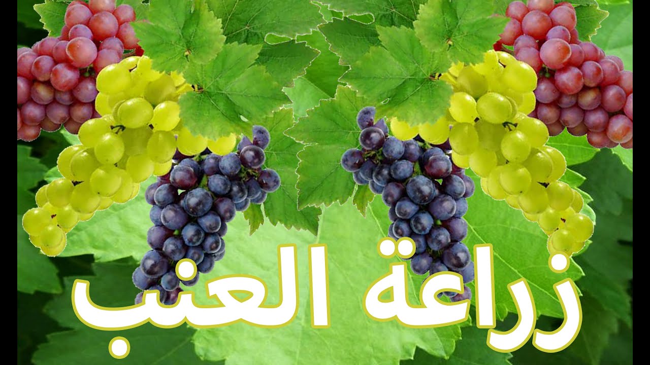 كيفية زراعة العنب - زراعة العنب بالخطوات 2477 2