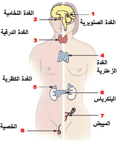 زياده هرمون الاستروجين الانثوي - كيف تزيدى هذا الهرمون فى جسمك 2405 3