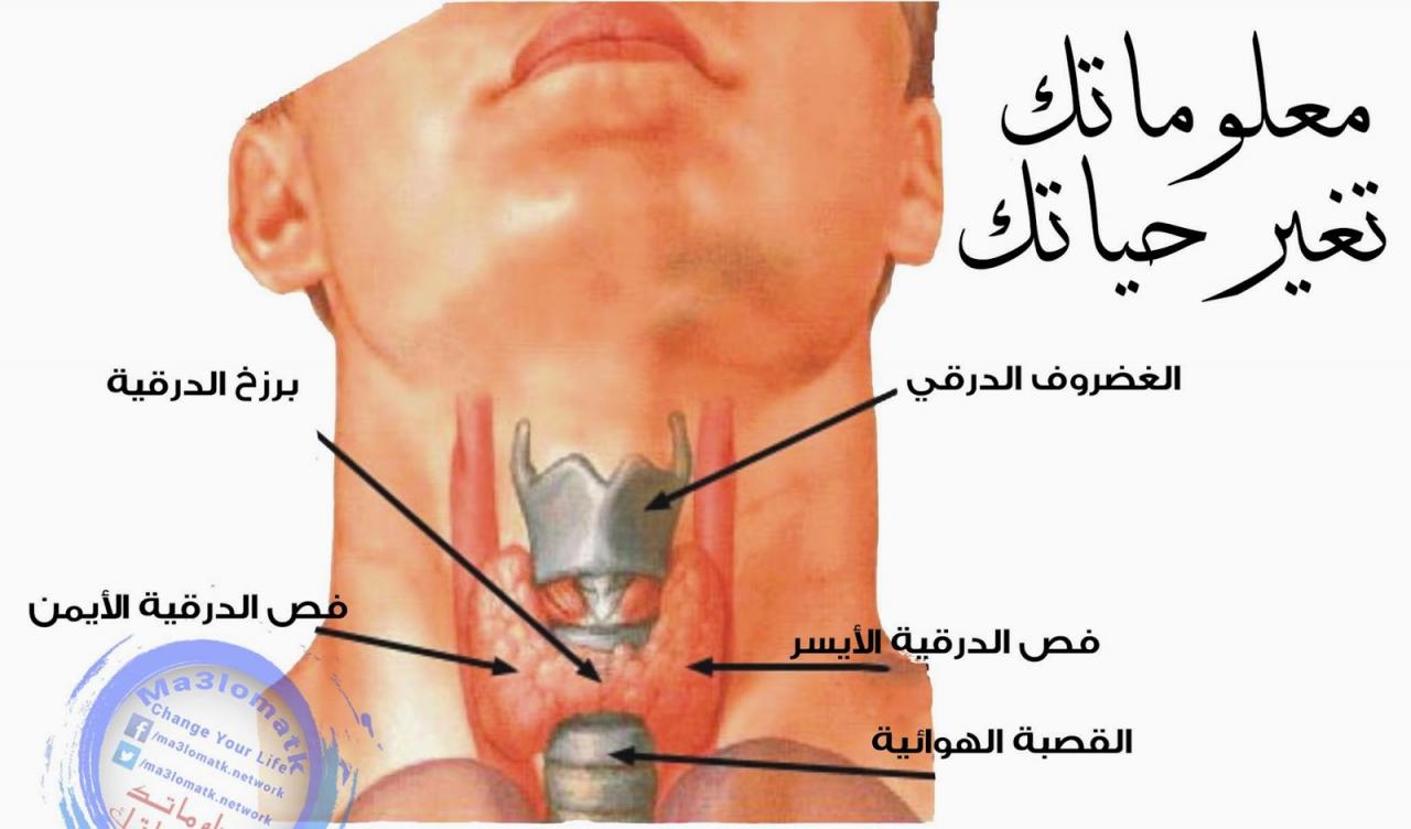 اسباب مرض الغدة الدرقية - ما لاتعرفة عن سبب امراض الغدة الدرقية 2127 3