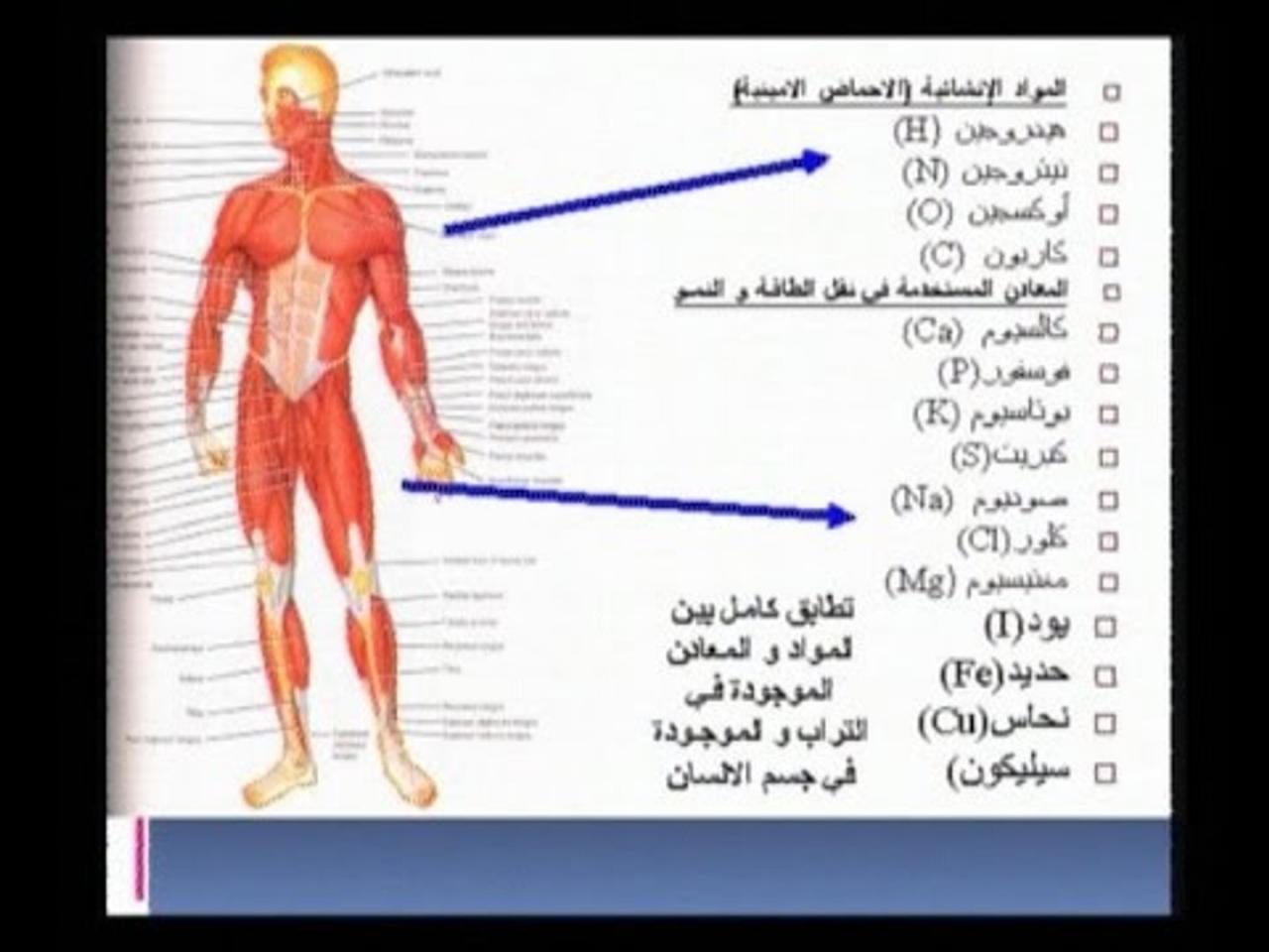 معلومات رائعه جدا - الاعجاز العلمي في خلق الانسان بالصور 1830 6