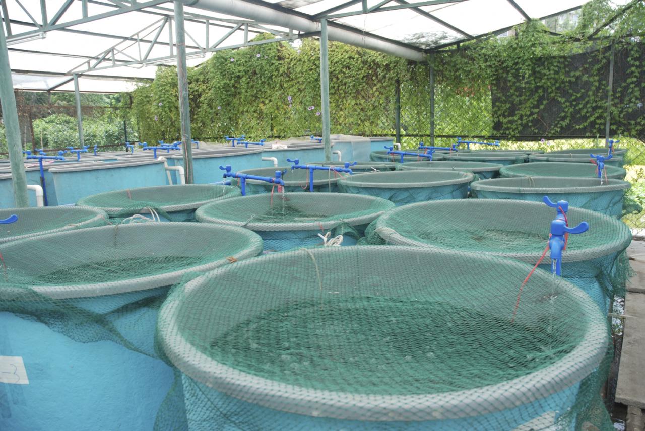 كيفية تربية الاسماك في الاحواض كيف يتم الاستزراع السمكي ازاي